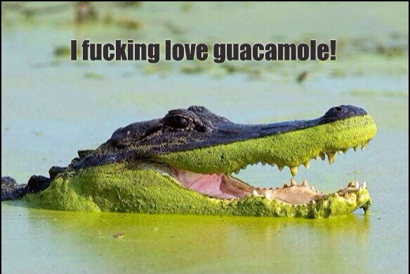Crocodile soaked in slimy green stuff exclaiming his love for guacamole