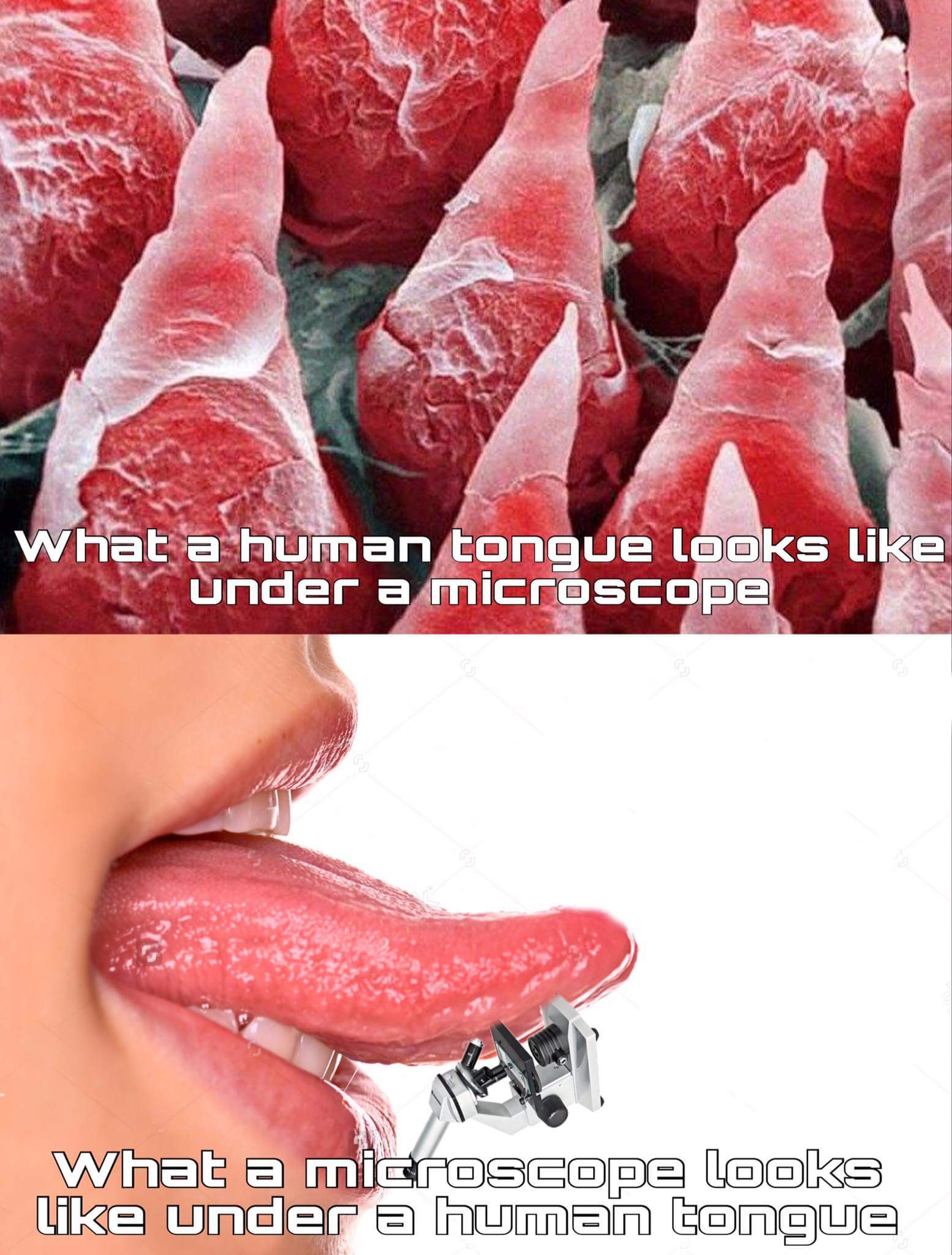 Very silly meme of how the human tongue looks like under a microscope and how a microscope looks like when photoshopped under a tongue.