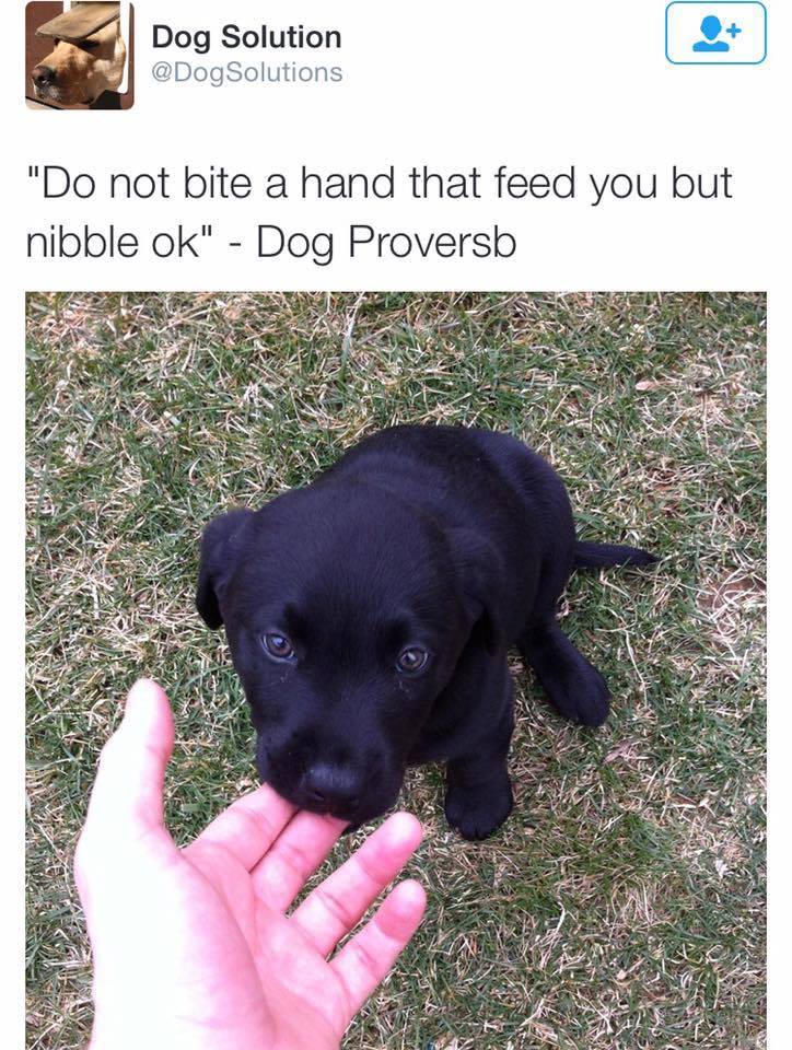 Tweet of a puppy nibbling on the hand that feeds him which is OK.