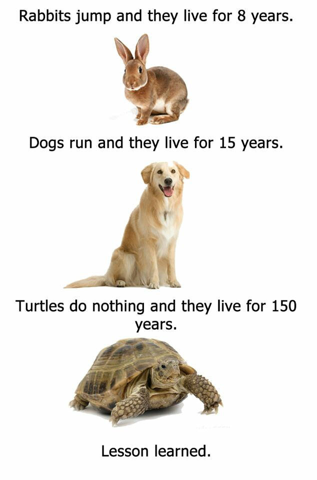 Meme pointing out how the slower and lazier the animal is, the longer they live.
