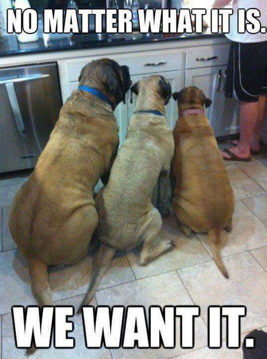 Meme of 3 dogs standing at attention and they want whatever owner has, no matter what it is.