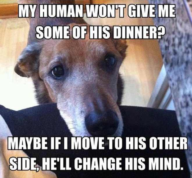 Meme about dog trying to lure some dinner out of his human.