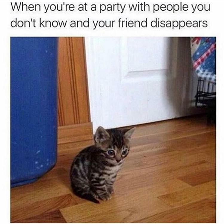 Meme of a lonely kitten about how it feels when you are at a party with people you don't know and your friend disappears.