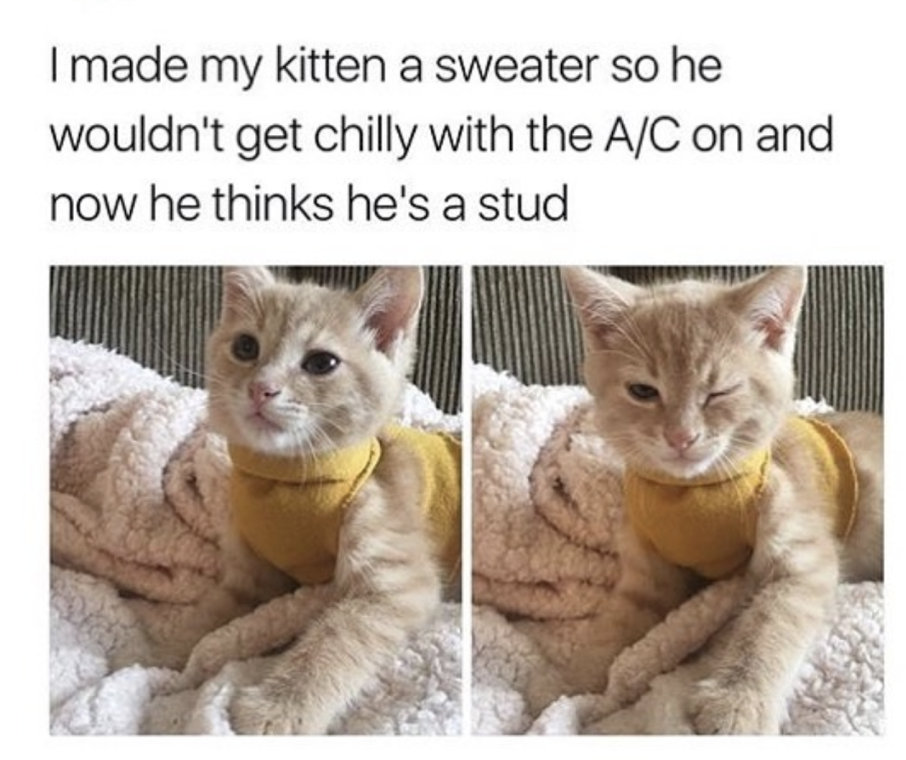 memes - cutest shit i ve ever seen meme - I made my kitten a sweater so he wouldn't get chilly with the AC on and now he thinks he's a stud