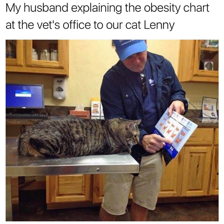 memes - obese cat chart - My husband explaining the obesity chart at the vet's office to our cat Lenny