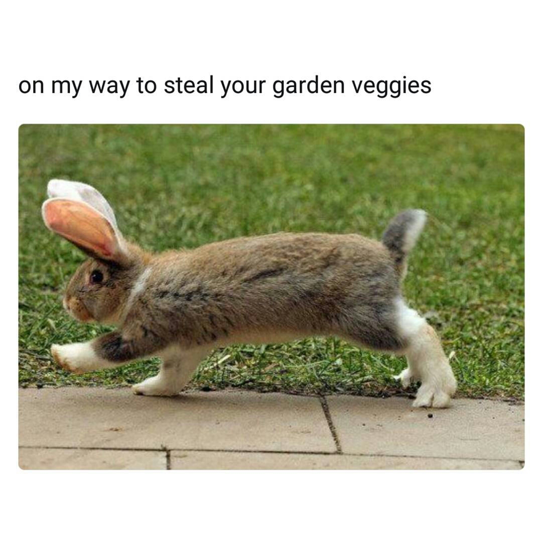 memes - my way to steal your garden veggies - on my way to steal your garden veggies