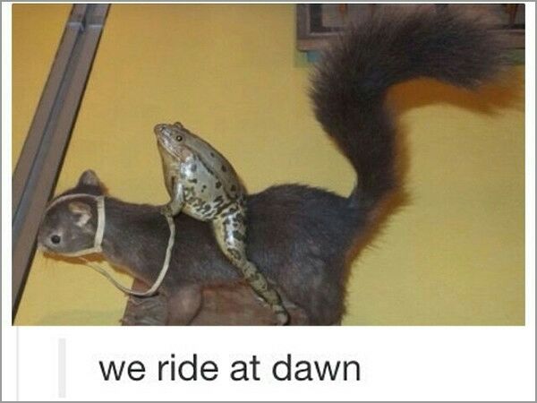Frog riding a squirrel like a horse.