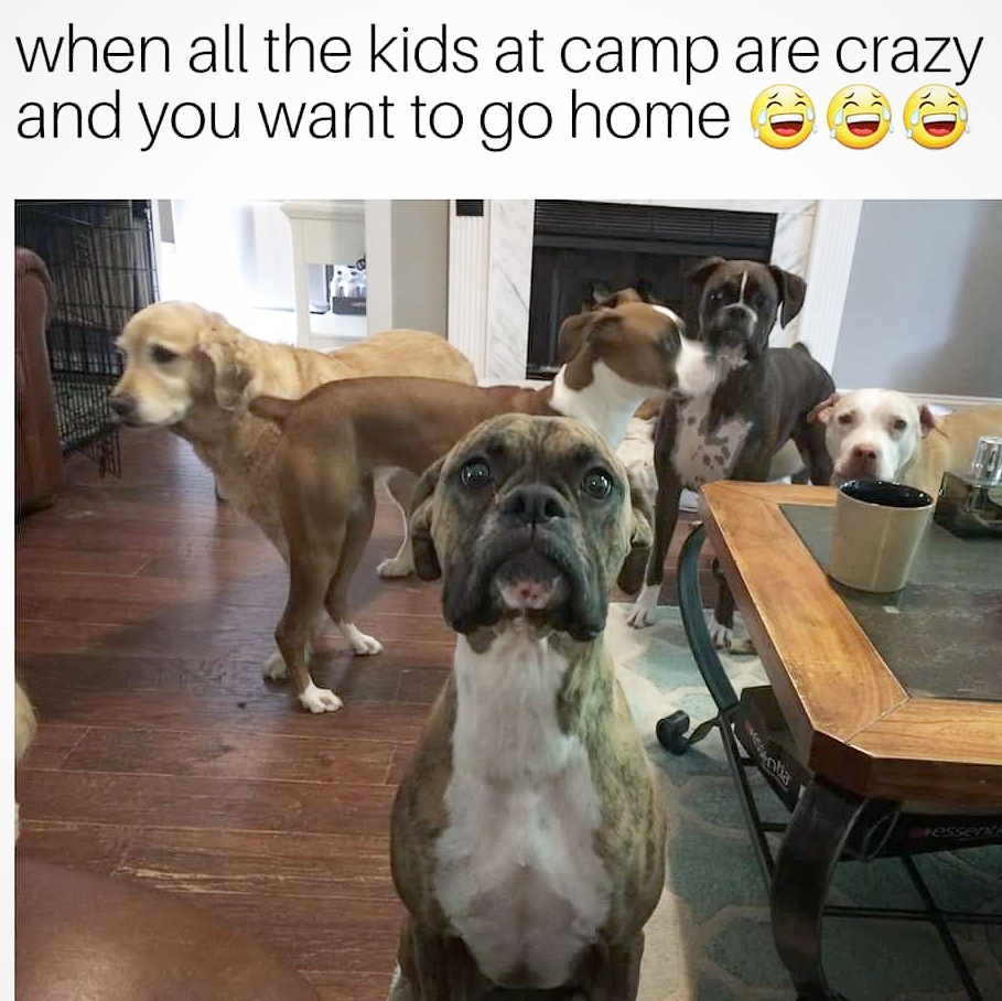 Dog showing that feeling at camp when everyone is crazy