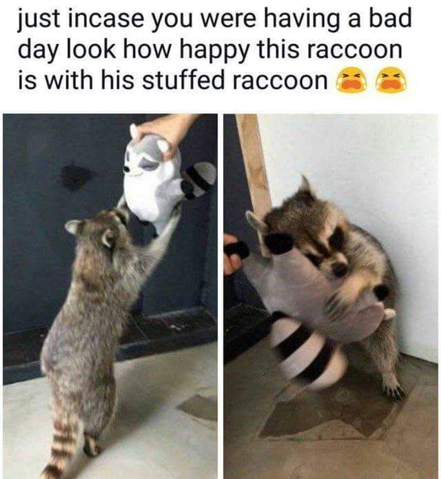 Raccoon that just loves the stuffed raccoon