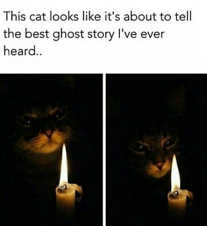 Cat that looks like he is about to tell a ghost story.