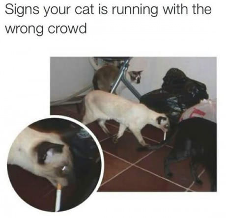 Meme about how to tell if your cat is running with the wrong crowd and picture of cat with a cigarette hanging out the side of his mouth.