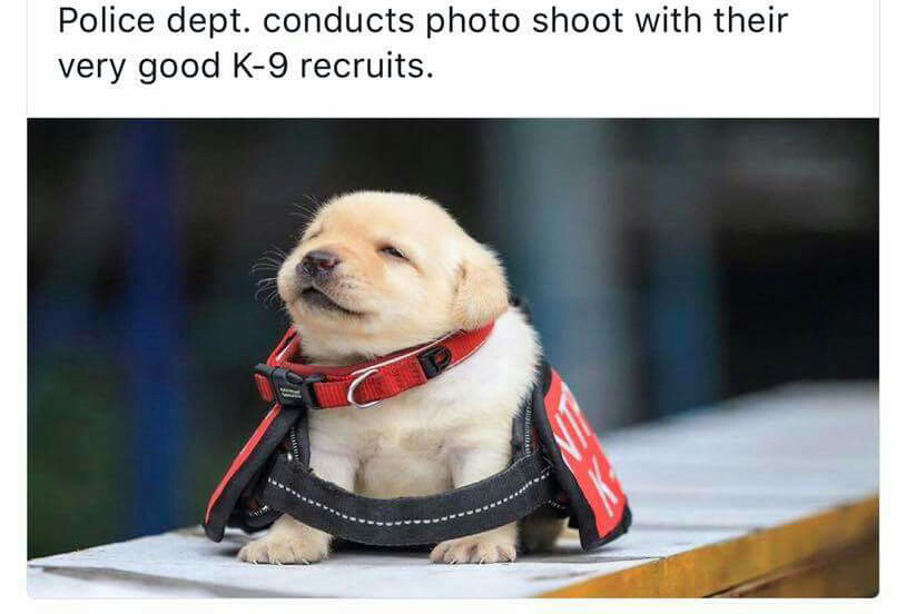 Very cute dog for police dept photo shoot of their k-9 recruits puppy