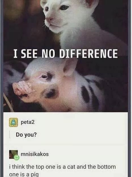 peta i see no difference - I See No Difference peta2 Do you? mnisikakos i think the top one is a cat and the bottom one is a pig