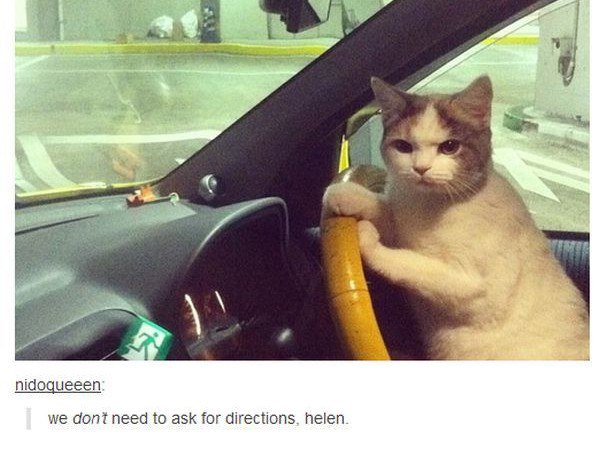 cat driving - nidoqueeen we dont need to ask for directions, helen.