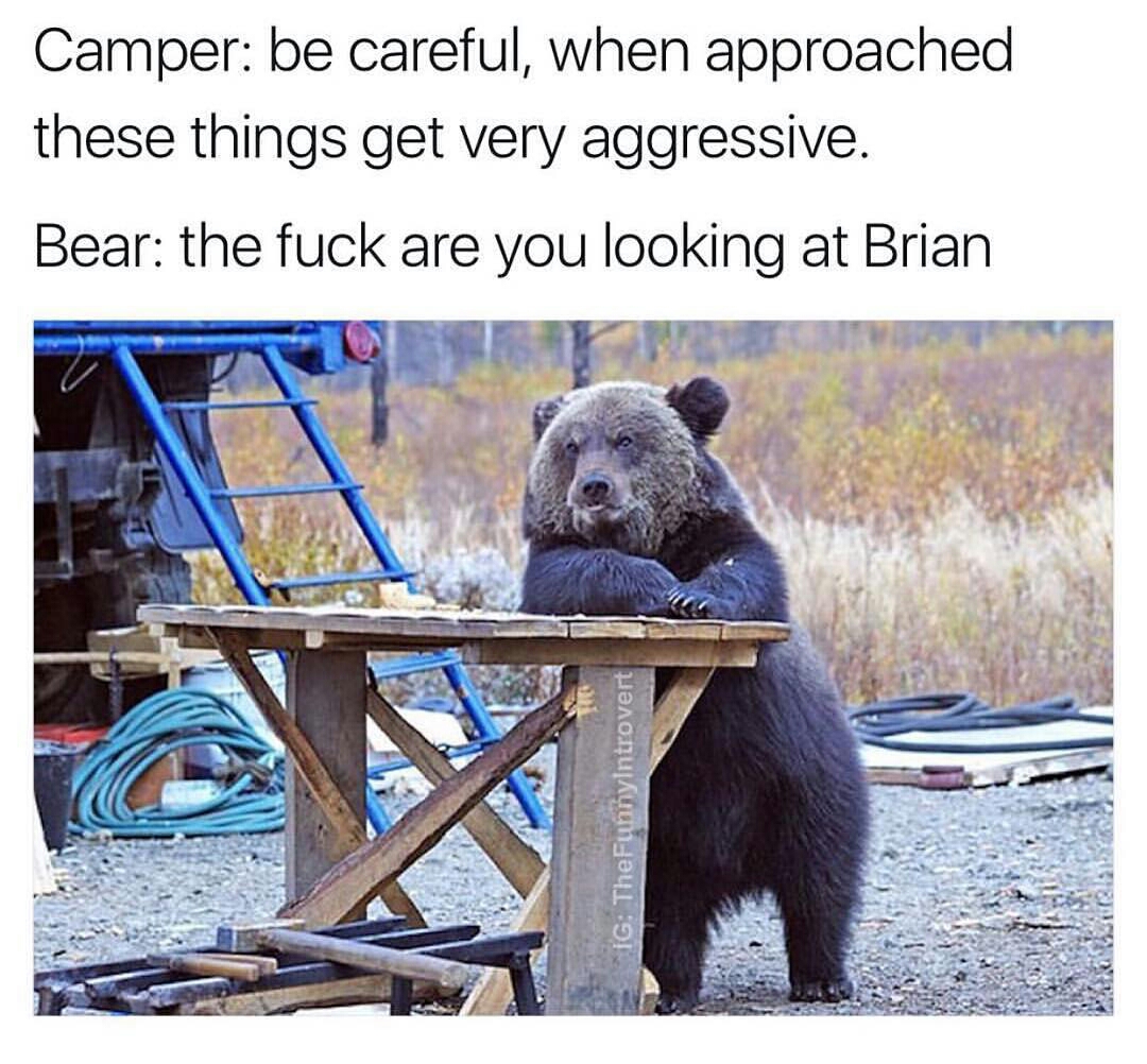funny camping memes - Camper be careful, when approached these things get very aggressive. Bear the fuck are you looking at Brian Ig The FunnyIntrovert