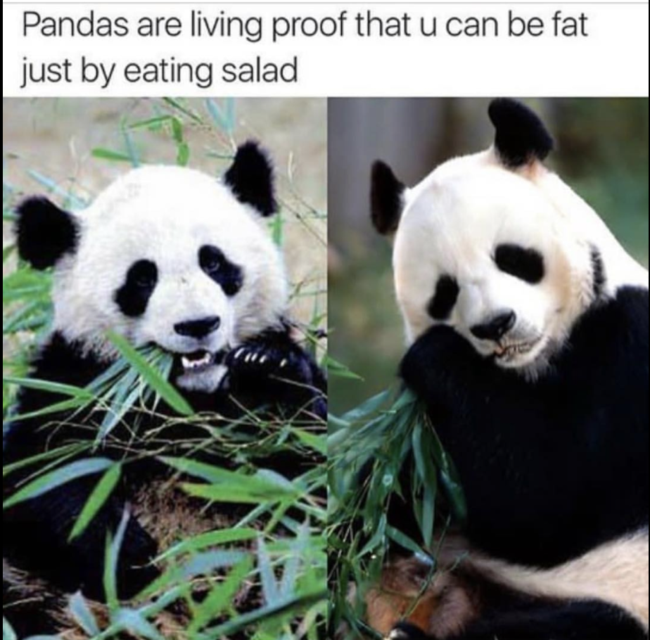 panda bear - Pandas are living proof that u can be fat just by eating salad