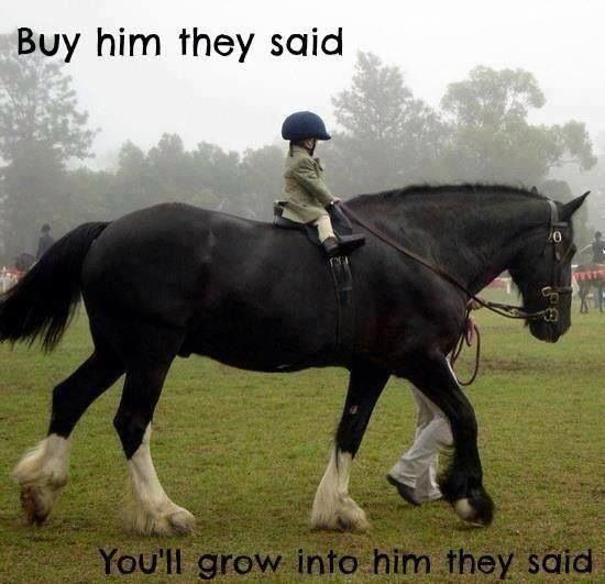 big horse small rider - Buy him they said You'll grow into him they said