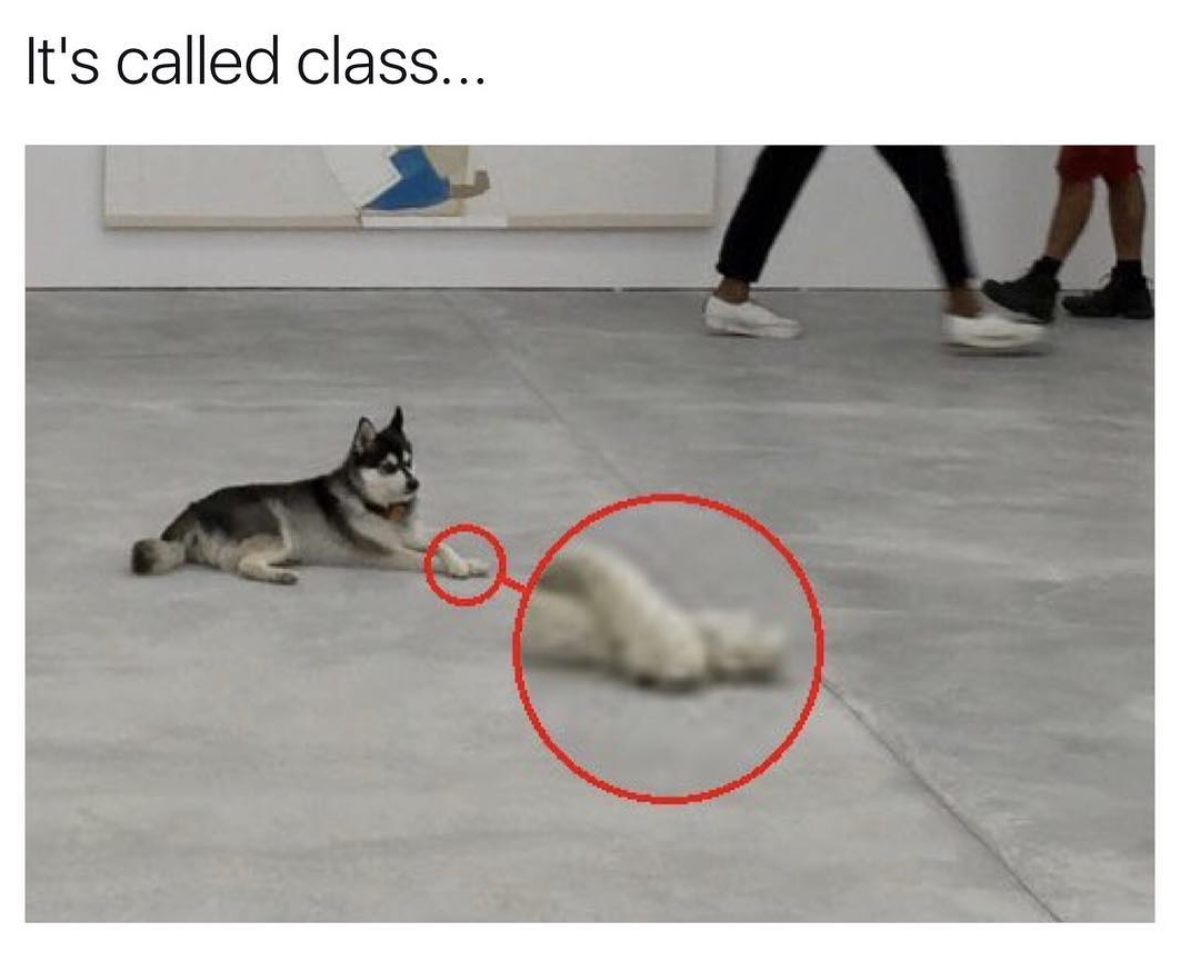 its called class dog meme - It's called class...