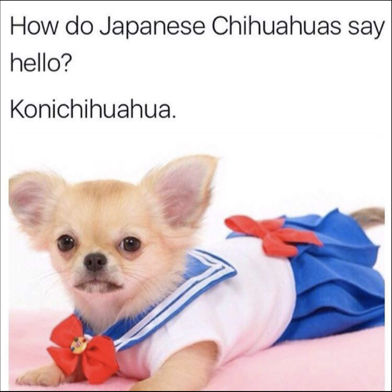 do japanese dogs say hello - How do Japanese Chihuahuas say hello? Konichihuahua