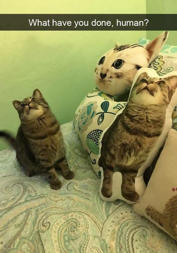 Cat confused by pillow prints of him