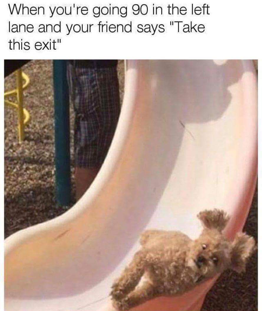 dog leaning into the turn going down a slide captioned as that feeling when your friend says in the last minute TAKE THIS EXIT