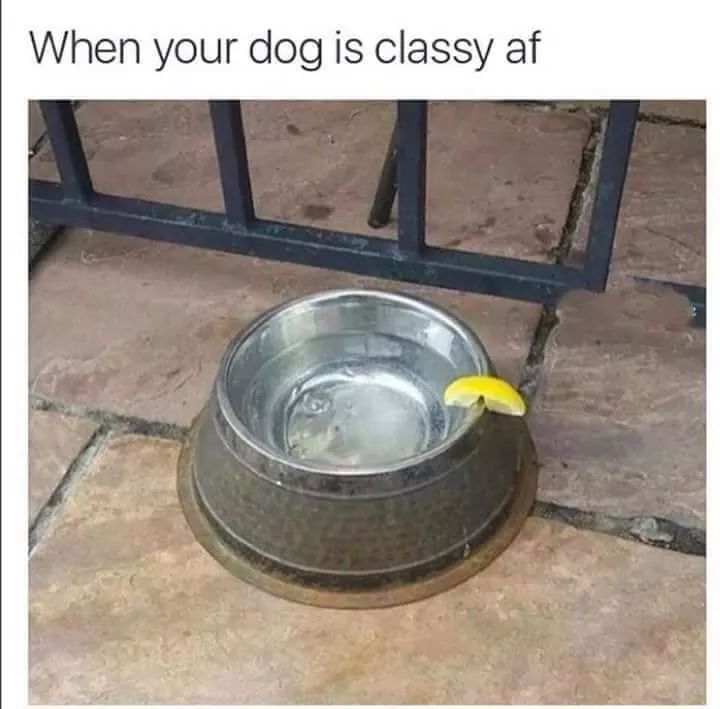 When you got a classy dog with a lemon wedge for his water.