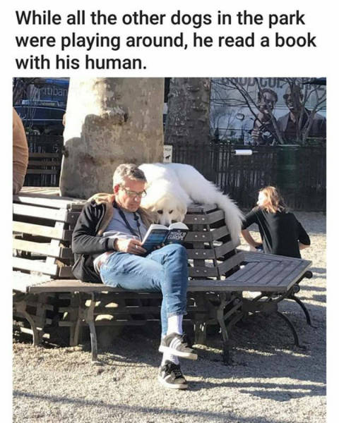 Dog reading book with his owner at the park.
