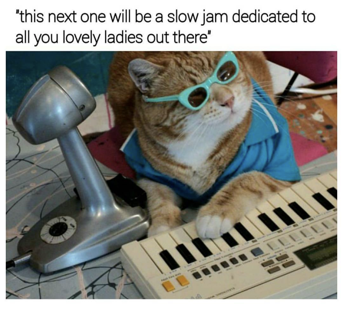 Cat that looks like a pimping keyboard player.