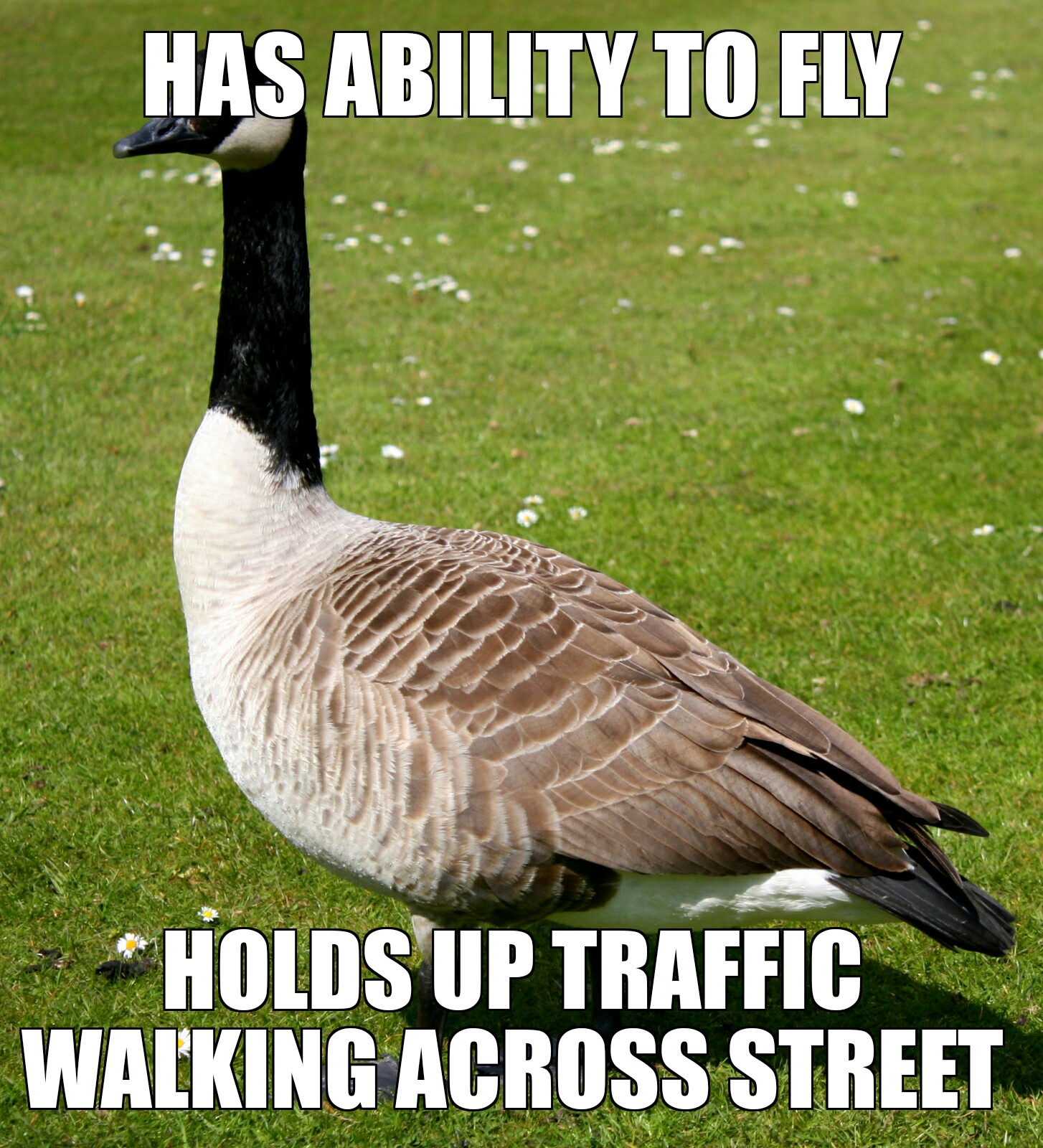 canadian goose meme - Has Ability To Fly Holds Up Traffic Walking Across Street