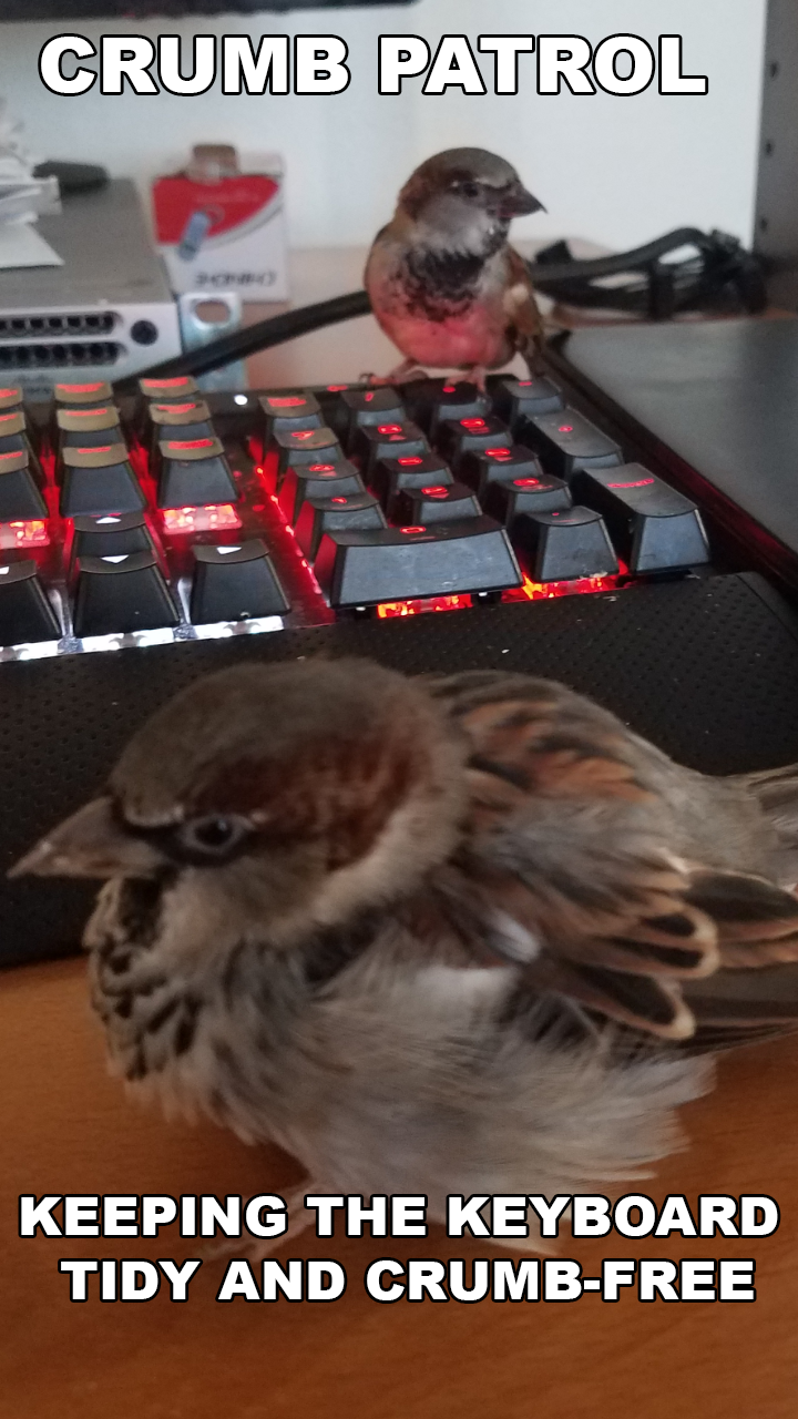 Bird keeping the keyboard crumb free