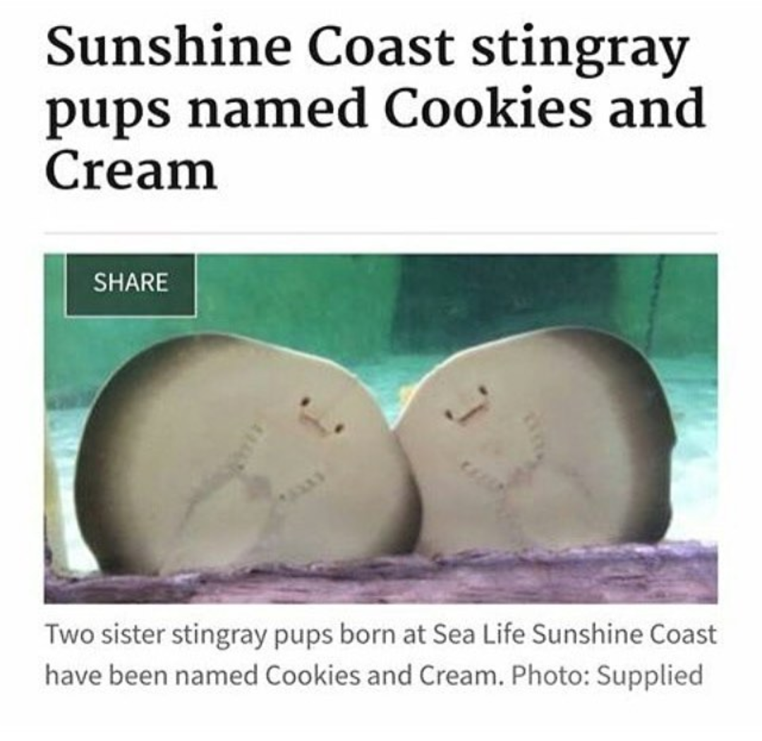 very cute Stingray pups named Cookies and Cream