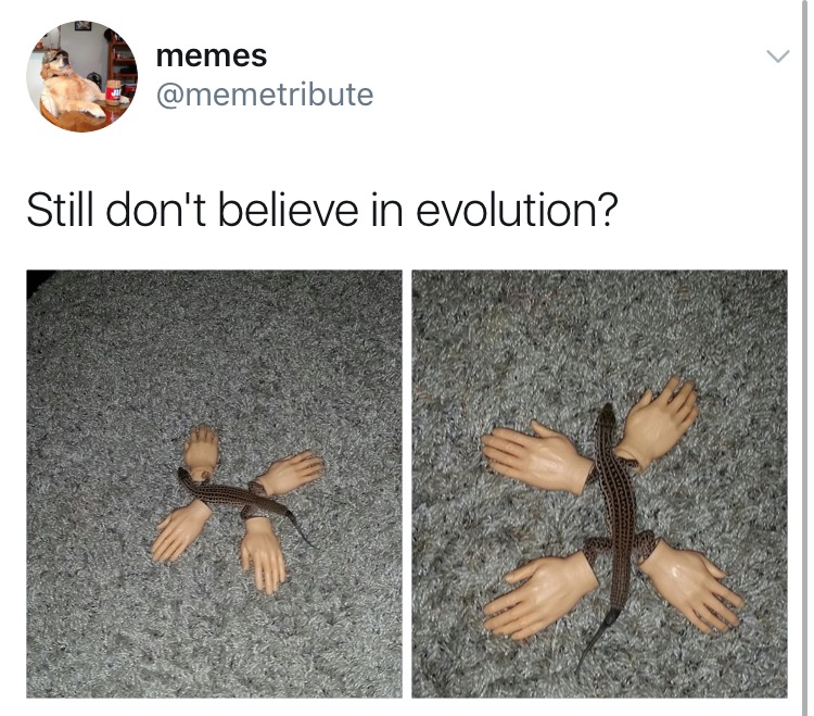 Meme for evolution of lizard wearing hands