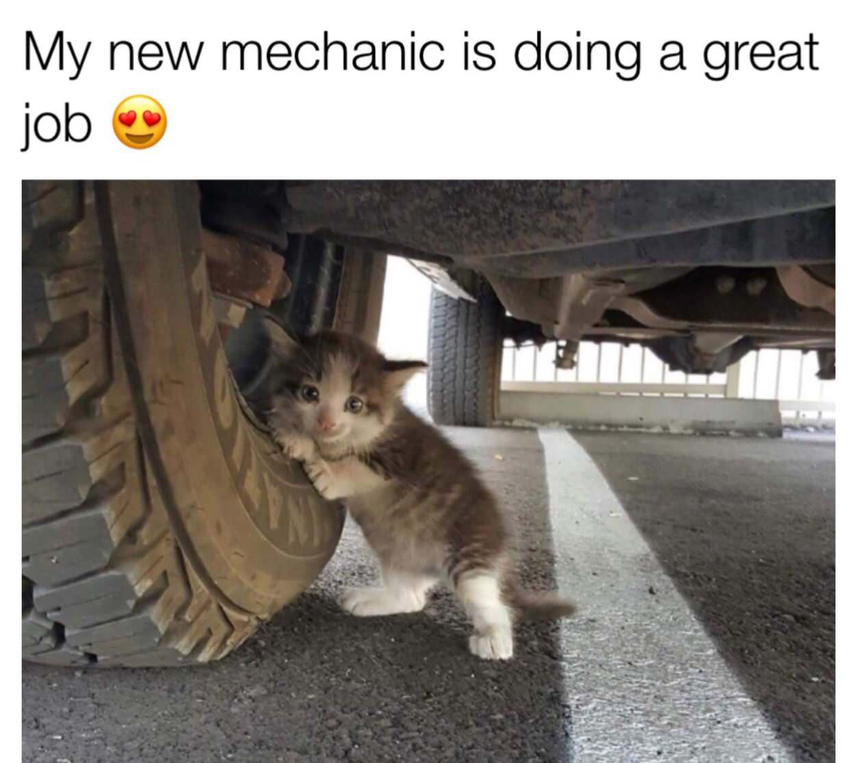 kitten under car - My new mechanic is doing a great job