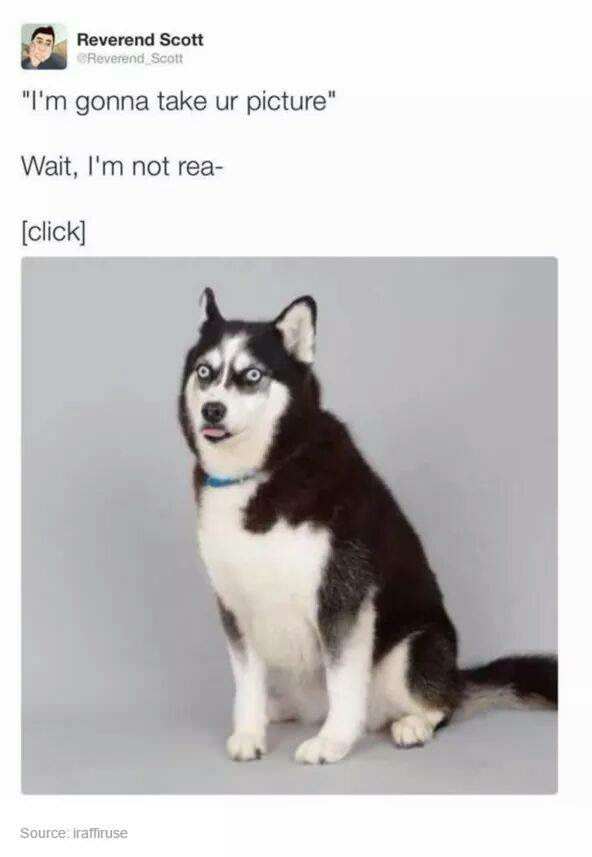 derp husky meme - Reverend Scott Reverend Scott "I'm gonna take ur picture" Wait, I'm not rea click Source Trattituse