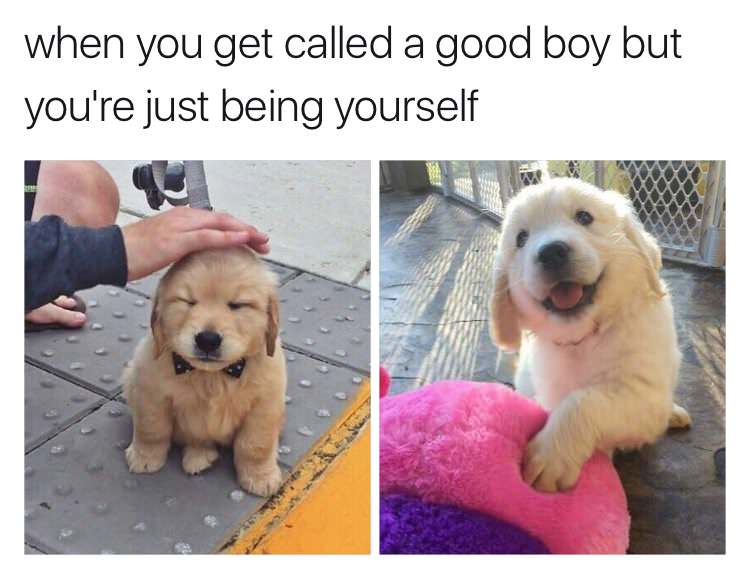 wholesome memes - when you get called a good boy but you're just being yourself