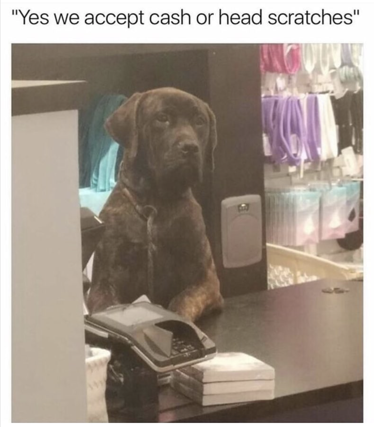 dog cashier meme - "Yes we accept cash or head scratches"