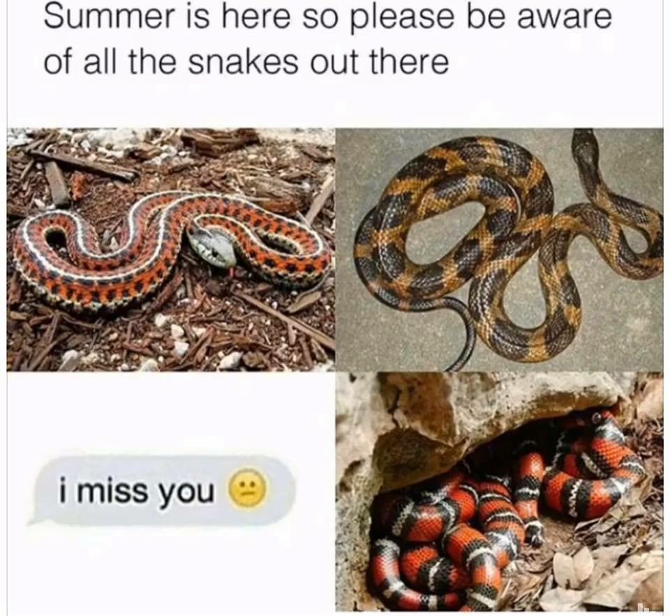 runescape doubling money meme - Summer is here so please be aware of all the snakes out there i miss you