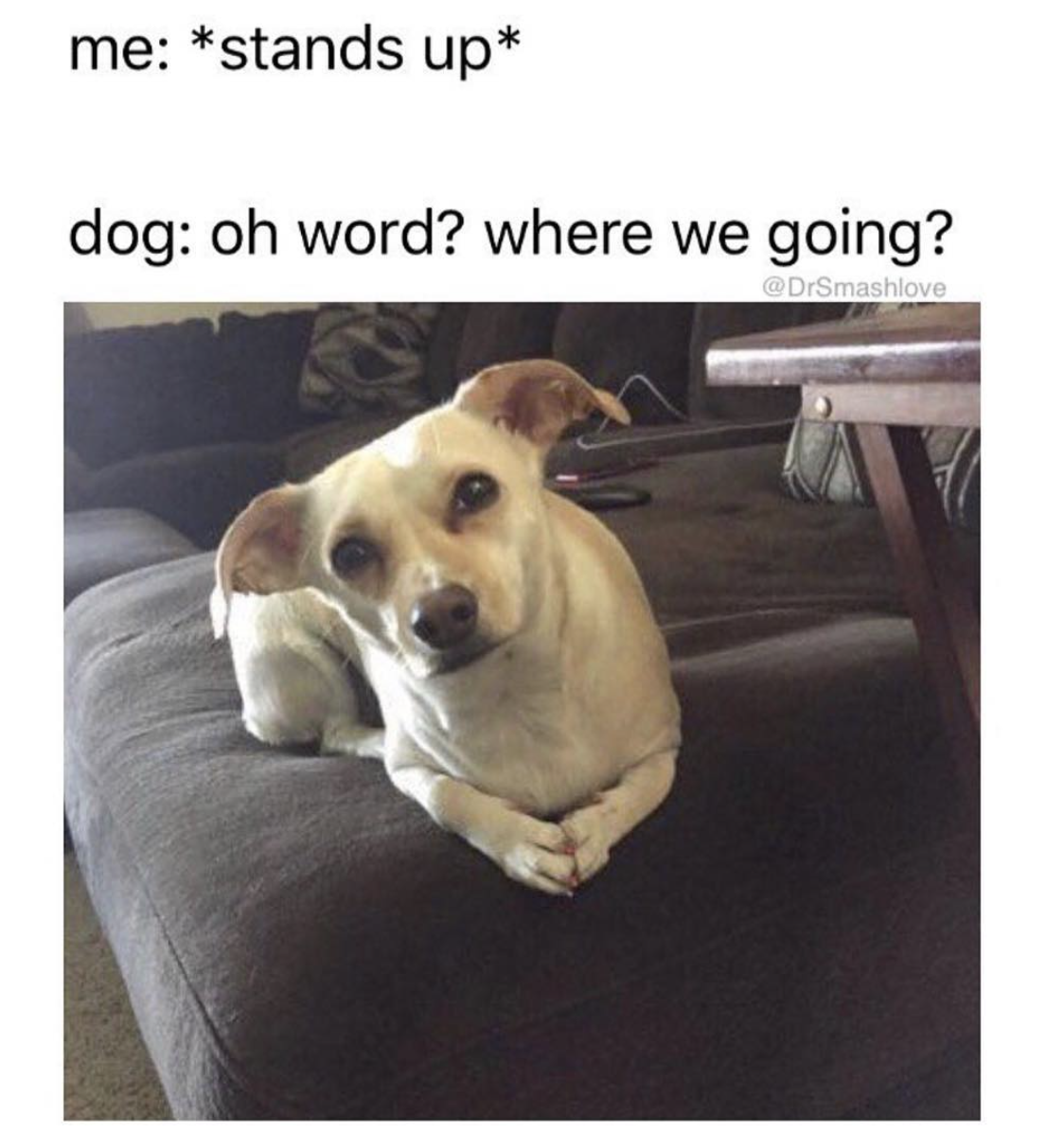 oh word memes - me stands up dog oh word? where we going? DrSmashlove