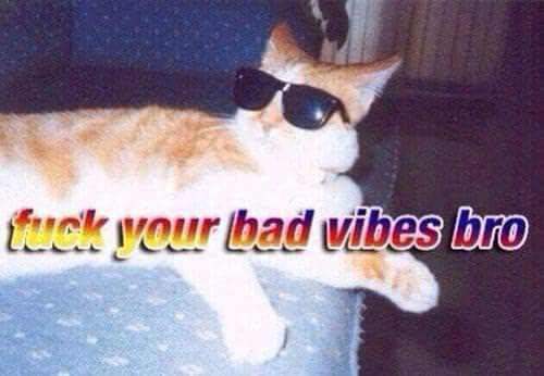 Cat not into your bad vibes bro