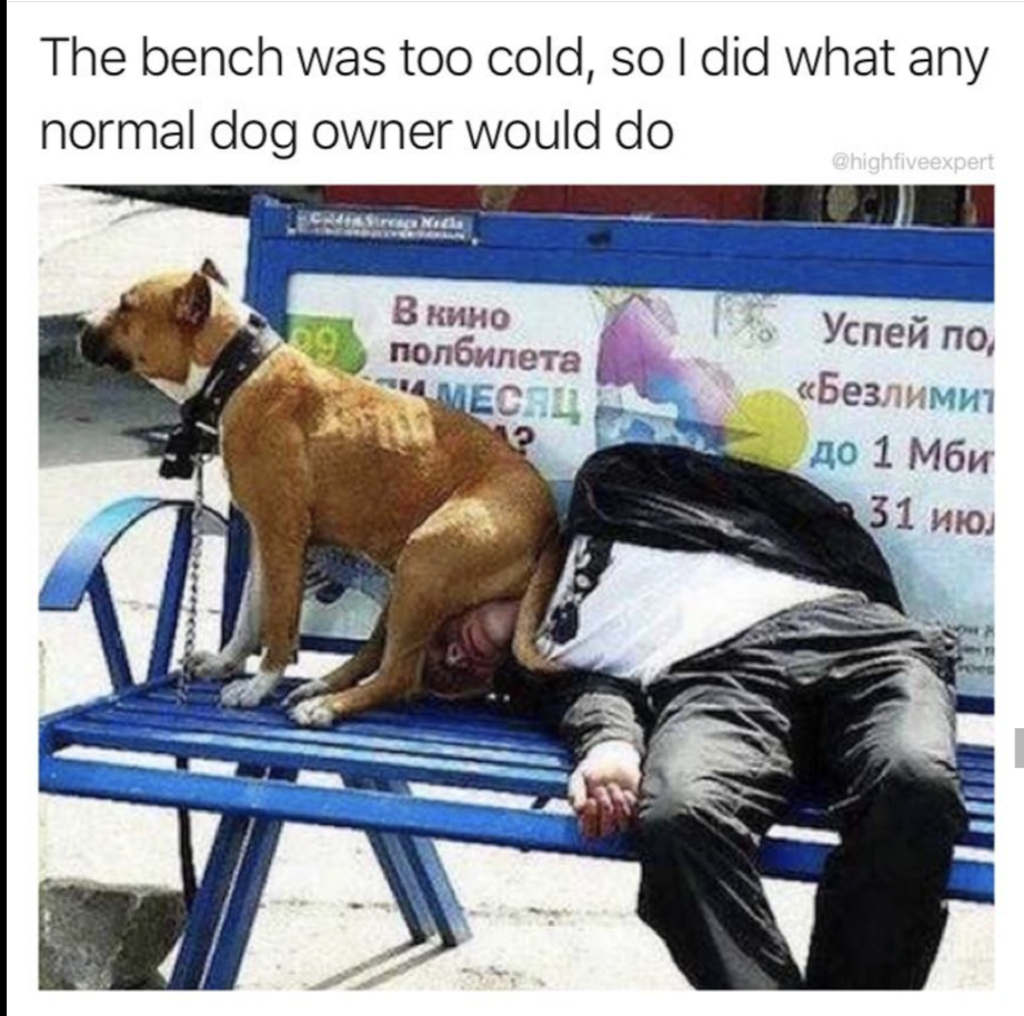 funny meme of man passed out on a bench with dog sitting on his face.