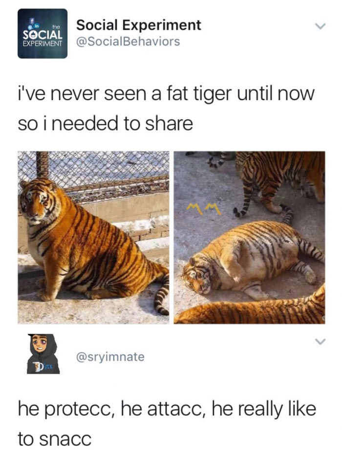 Funny Meme about fat tiger tweet in which he protec, he attacc, but he really like to snacc.