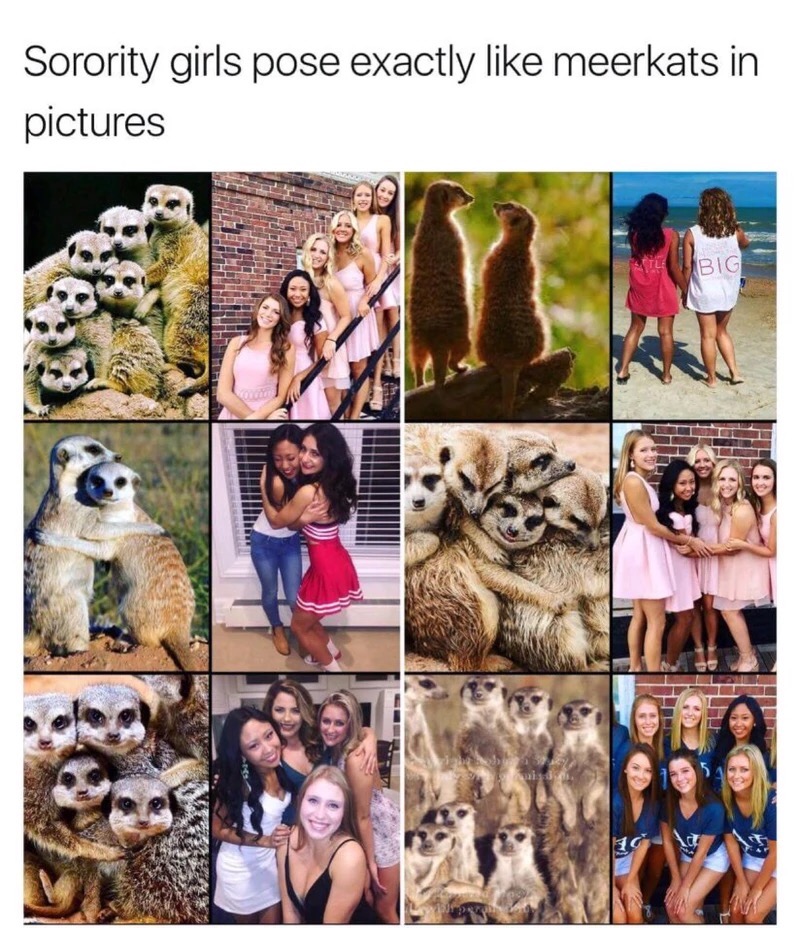 hilariously funny meme of sorority girls posting just like meerkats.