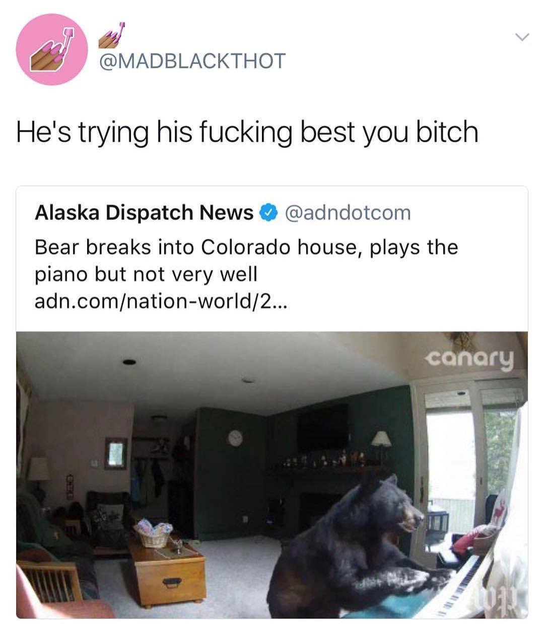 meme stream - bear piano meme - He's trying his fucking best you bitch Alaska Dispatch News Bear breaks into Colorado house, plays the piano but not very well adn.comnationworld2... canary