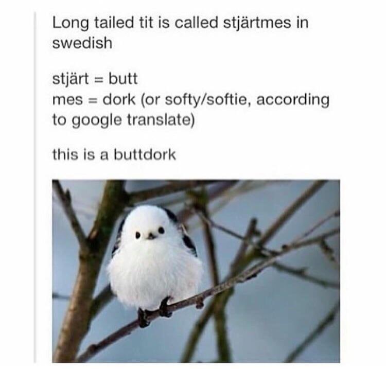 meme stream - buttdork bird - Long tailed tit is called stjrtmes in swedish stjrt butt mes dork or softysoftie, according to google translate this is a buttdork