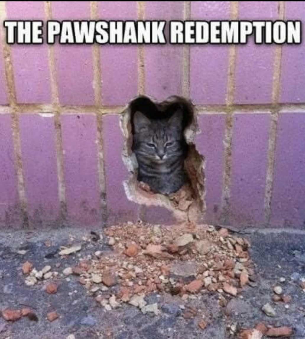 meme stream - hang in there kitty - The Pawshank Redemption
