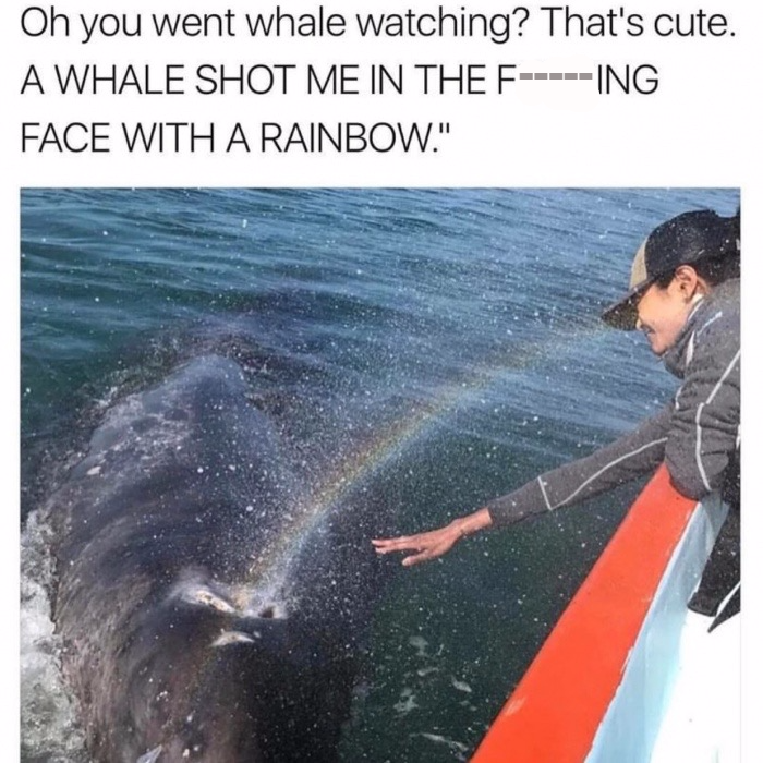 meme stream - Humour - Oh you went whale watching? That's cute. A Whale Shot Me In The FIng Face With A Rainbow."