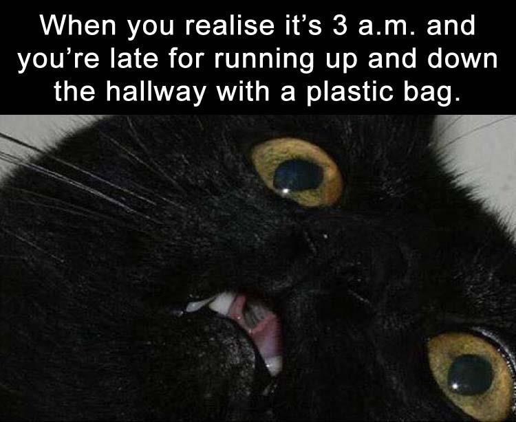 Funny meme of cat having a sudden realization.