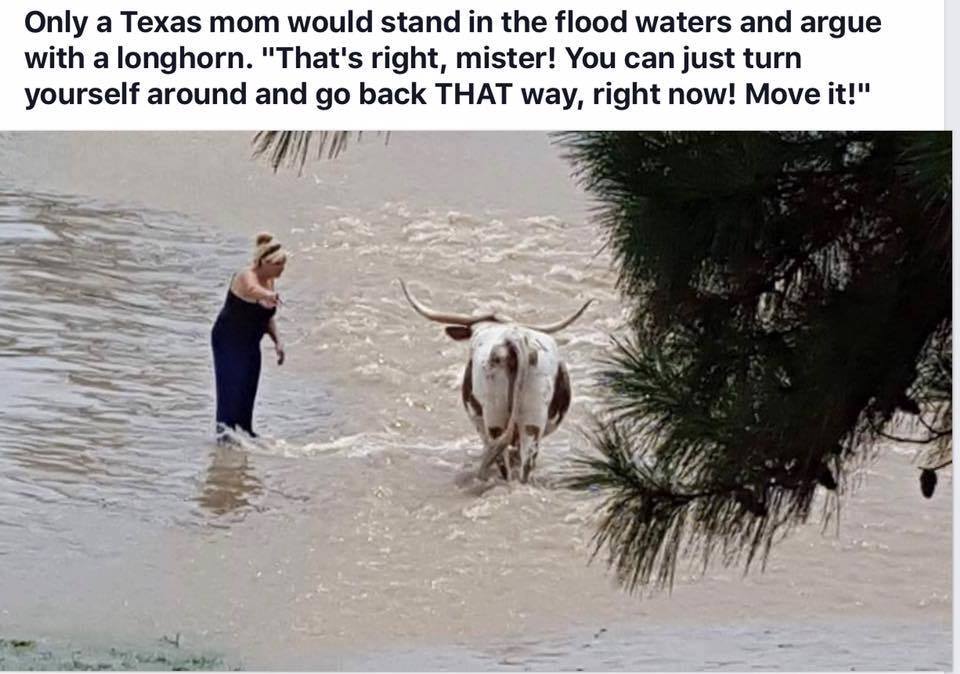 Texas woman arguing with a long horn steer.