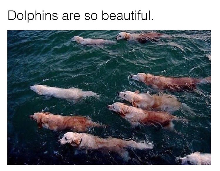 Meme pointing out how beautiful dolphins are, with pic of dogs swimming in water.