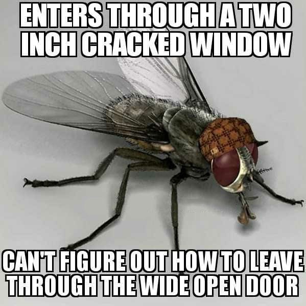 memes - scumbag steve hat meme - Enters Through Atwo Inch Cracked Window Cantfigure Out How To Leave Through The Wide Open Door